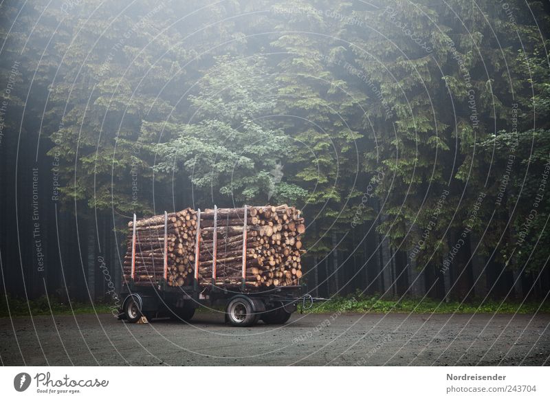 Hochglanzbroschüren Landwirtschaft Forstwirtschaft Natur Pflanze Nebel Baum Wald Güterverkehr & Logistik Wegkreuzung Holz Arbeit & Erwerbstätigkeit Stimmung