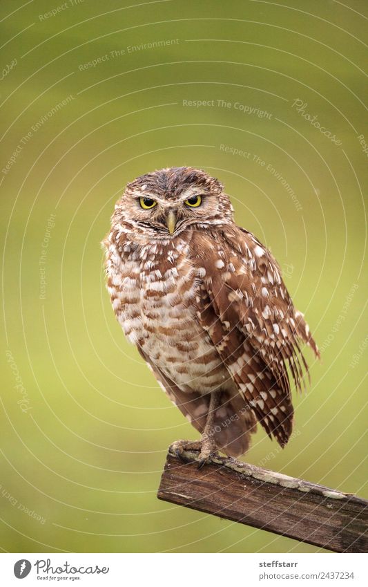 Adult Burrowing Eule Athene cunicularia Tier Wildtier Vogel Tiergesicht 1 Holz braun grün Wachsamkeit Weisheit gereizt Grabende Eule Waldohreule Greifvogel