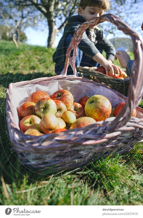 Weidenkorb mit frischen Bio-Äpfeln aus der Ernte Frucht Apfel Lifestyle Freude Glück Freizeit & Hobby Garten Kind Mensch Junge Frau Erwachsene Mann