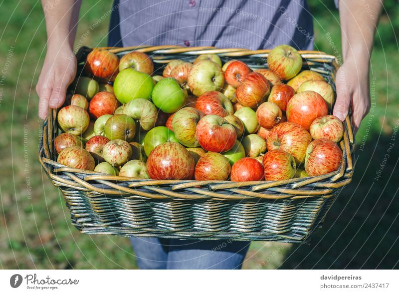 Frauenhände mit Weidenkorb und Bio-Äpfeln Frucht Apfel Lifestyle Freude Glück schön Freizeit & Hobby Garten Mensch Erwachsene Hand Natur Herbst authentisch