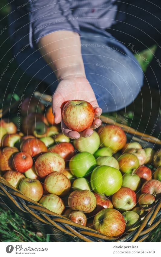 Frauenhand mit Bio-Apfel aus der Ernte Frucht Lifestyle Freude Glück schön Freizeit & Hobby Garten Mensch Erwachsene Hand Natur Herbst authentisch Fröhlichkeit