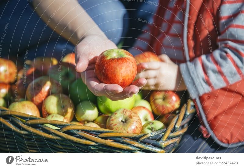 Frauenhand mit Bio-Apfel aus der Ernte Frucht Lifestyle Freude Glück schön Freizeit & Hobby Garten Mensch Erwachsene Hand Natur Herbst authentisch Fröhlichkeit