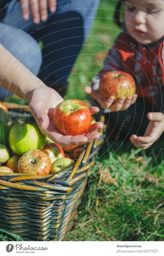 Frau und Mädchen halten Bio-Äpfel in den Händen. Frucht Apfel Lifestyle Freude Glück schön Freizeit & Hobby Garten Mensch Erwachsene Hand Natur Herbst
