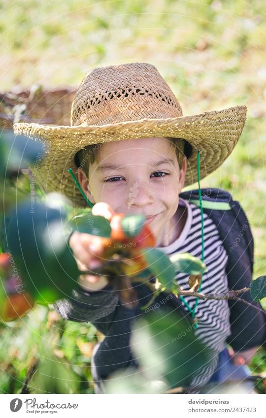 Glückliches Kind mit Hut, das Äpfel vom Baum pflückt. Frucht Apfel Lifestyle Freude Freizeit & Hobby Garten Mensch Junge Mann Erwachsene Hand Natur Herbst