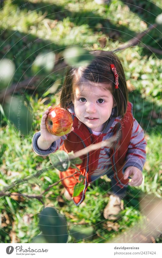 Porträt eines bezaubernden kleinen Mädchens, das einen frischen Bio-Apfel in der Hand hält Frucht Lifestyle Freude Glück Freizeit & Hobby Garten Kind Mensch