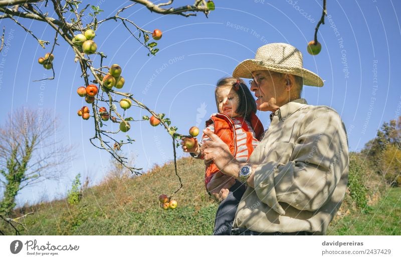 Senior Mann und kleines Mädchen pflücken Äpfel vom Baum Frucht Apfel Lifestyle Freude Glück Freizeit & Hobby Garten Kind Mensch Baby Frau Erwachsene Großvater