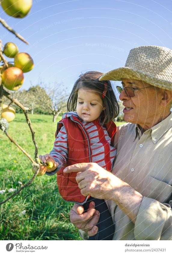 Älterer Mann hält kleines Mädchen, das an einem sonnigen Tag Äpfel pflückt Frucht Apfel Lifestyle Glück Freizeit & Hobby Garten Kind Mensch Baby Frau Erwachsene