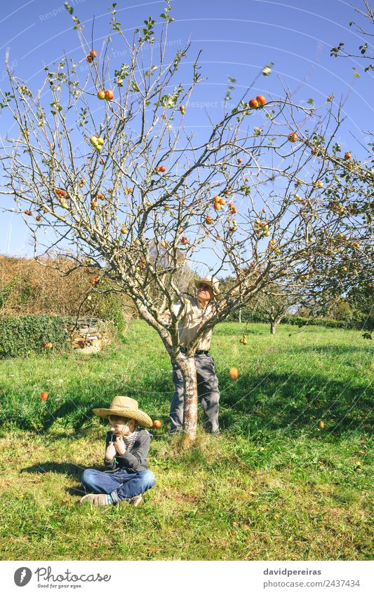 Senior Mann bewegt Baum und Äpfel, die über ein Kind fallen, das sitzt. Frucht Apfel Lifestyle Freude Glück Freizeit & Hobby Garten Mensch Junge Erwachsene