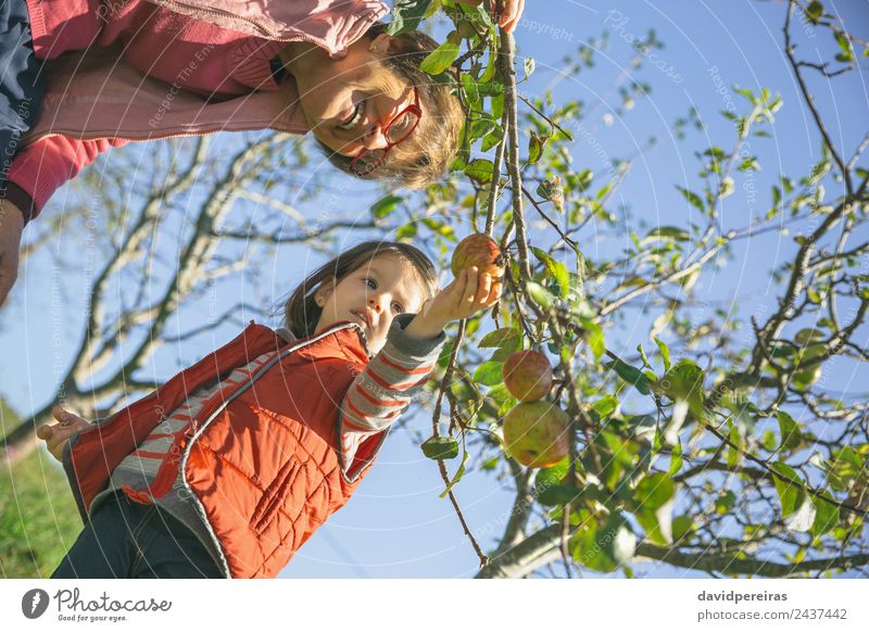 Seniorin und kleines Mädchen pflücken Äpfel vom Baum Frucht Apfel Lifestyle Freude Glück Freizeit & Hobby Garten Kind Mensch Baby Frau Erwachsene Großvater