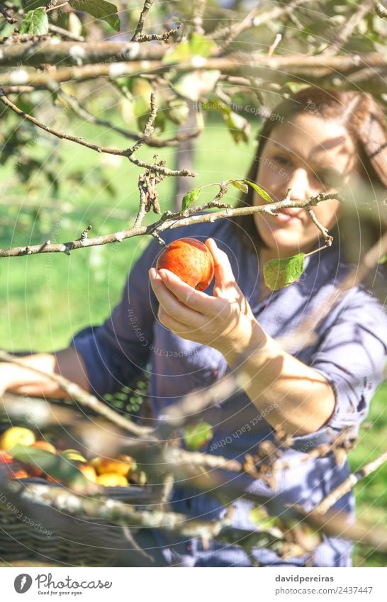 Frau pflückt mit der Hand roten Apfel vom Baum. Frucht Lifestyle Freude Glück schön Freizeit & Hobby Garten Mensch Erwachsene Natur Herbst authentisch