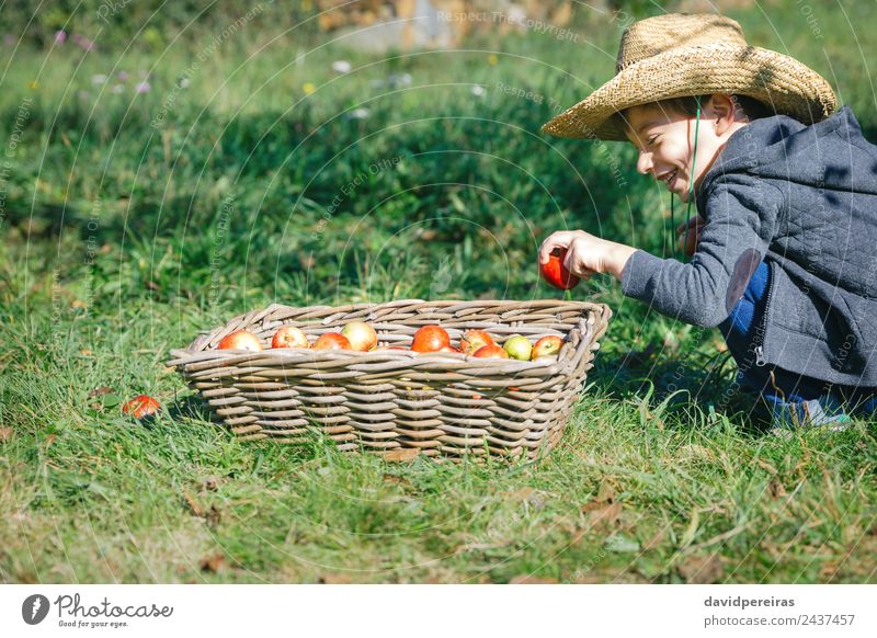 Glückliches Kind, das den Apfel in einen Weidenkorb mit Ernte legt. Frucht Lifestyle Freude Freizeit & Hobby Garten Mensch Junge Mann Erwachsene Hand Natur