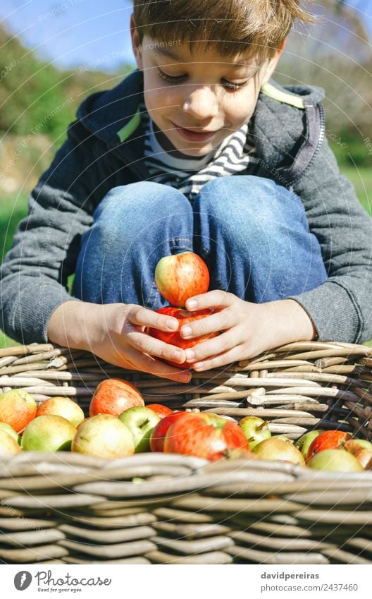 Glückliches Kind spielt mit Äpfeln über einem Weidenkorb. Frucht Apfel Lifestyle Freude Freizeit & Hobby Spielen Garten Mensch Junge Mann Erwachsene Kindheit