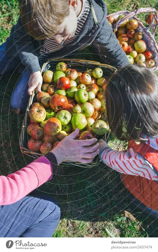 Kinder und ältere Frau legen Äpfel in Weidenkörbe Frucht Apfel Lifestyle Glück Freizeit & Hobby Garten Mensch Junge Erwachsene Mann Großmutter