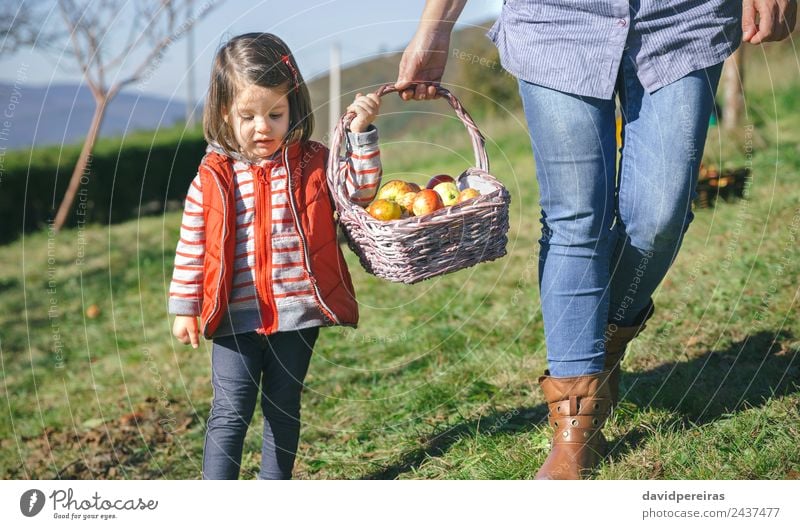 Kleines Mädchen trägt Weidenkorb mit frischen Bio-Äpfeln Frucht Apfel Lifestyle Freude Glück schön Freizeit & Hobby Garten Mensch Frau Erwachsene Mutter Hand