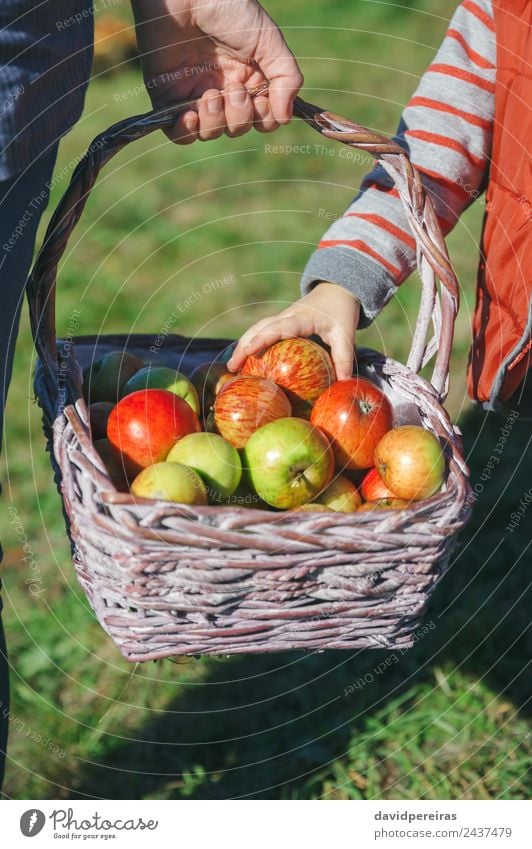Mädchen pflückt mit der Hand einen frischen Apfel aus dem Weidenkorb. Frucht Lifestyle Freude Glück schön Freizeit & Hobby Garten Mensch Frau Erwachsene Natur