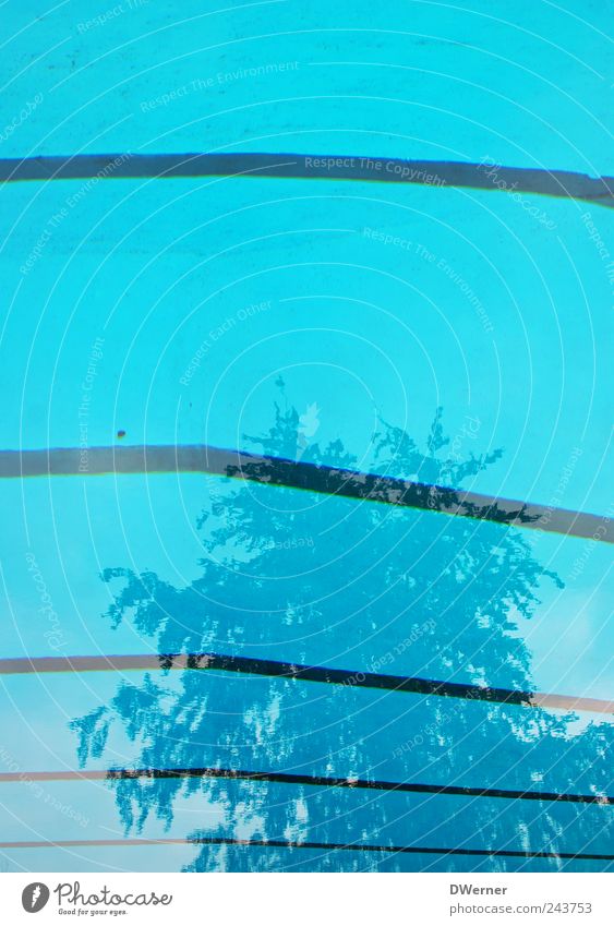 Freibad Erholung ruhig Schwimmen & Baden tauchen Sportstätten Schwimmbad Wasser Baum Beton träumen glänzend blau Linie Streifen Becken Reflexion & Spiegelung