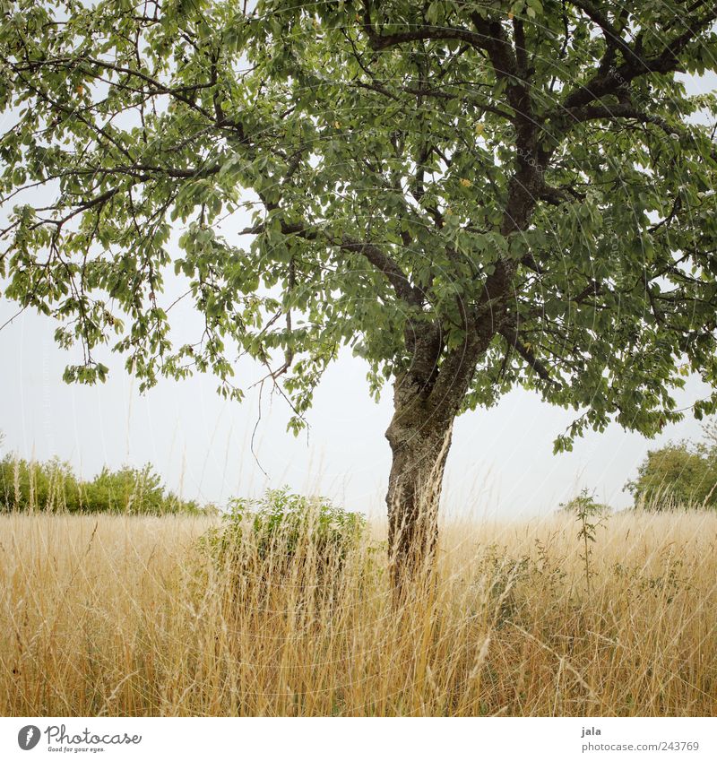 natur Umwelt Natur Landschaft Pflanze Himmel Baum Gras Sträucher Grünpflanze Nutzpflanze Feld natürlich braun gold grün Farbfoto Außenaufnahme Menschenleer Tag