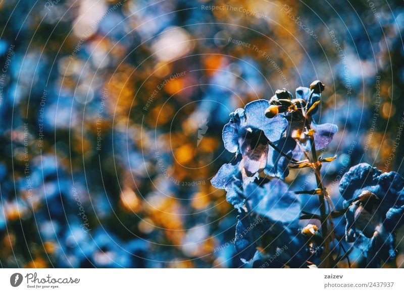 Nahaufnahme bunte kleine Blume blauer Farbhintergrund im Garten Design schön Sommer Berge u. Gebirge Umwelt Natur Pflanze Blatt Blüte Grünpflanze Wildpflanze