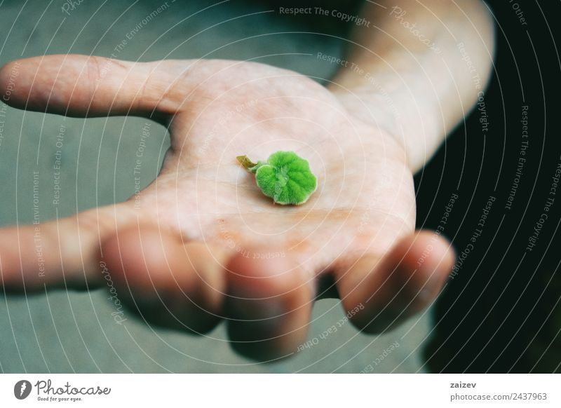 grüne Senecio-Blätter in den Händen der Person Makro Nahaufnahme in der Natur Design Mensch maskulin Junge Junger Mann Jugendliche Erwachsene Hand 1 Umwelt