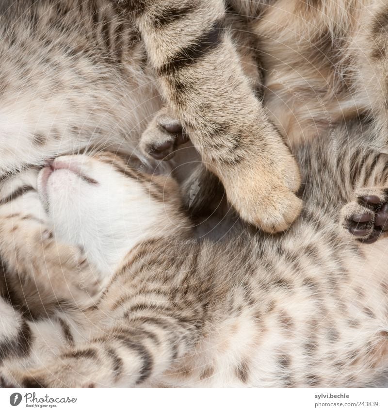 Das große Kuscheln Tier Haustier Katze Pfote Streichelzoo 3 Tierjunges Tierfamilie Erholung festhalten genießen Liebe liegen schlafen niedlich weich