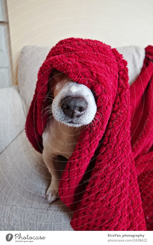 Lustiges Gesicht des süßen Jack Russell Hundes, eingewickelt in eine rote Decke, Glück Krankheit Erholung Winter Sofa Freundschaft Tier Wärme Haustier schlafen