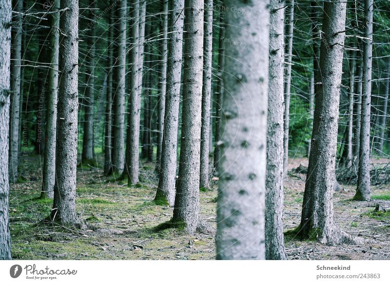Meister der Geduld Umwelt Natur Landschaft Baum Gras Sträucher Moos Wald genießen Ast Baumstamm Außenaufnahme Erholung Einsamkeit mehrere Luft atmen