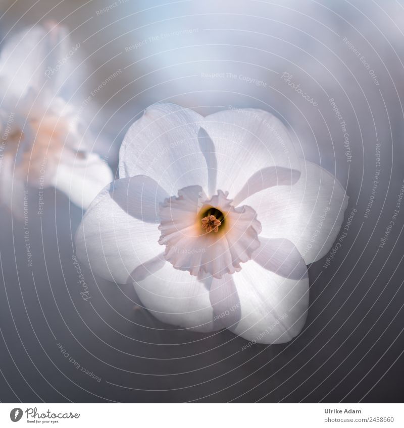 Frühlingsleuchten - Narzissen - Blumen und Natur elegant harmonisch Wohlgefühl Erholung Spa Tapete Ostern Trauerfeier Beerdigung Pflanze Nebel Blüte