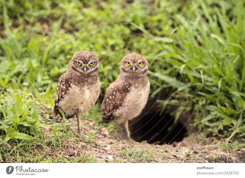 Familie mit Baby grabenden Eulen Athene cunicularia Eltern Erwachsene Mutter Familie & Verwandtschaft Tier Wildtier Vogel Tiergesicht 2 klein braun Papa jung