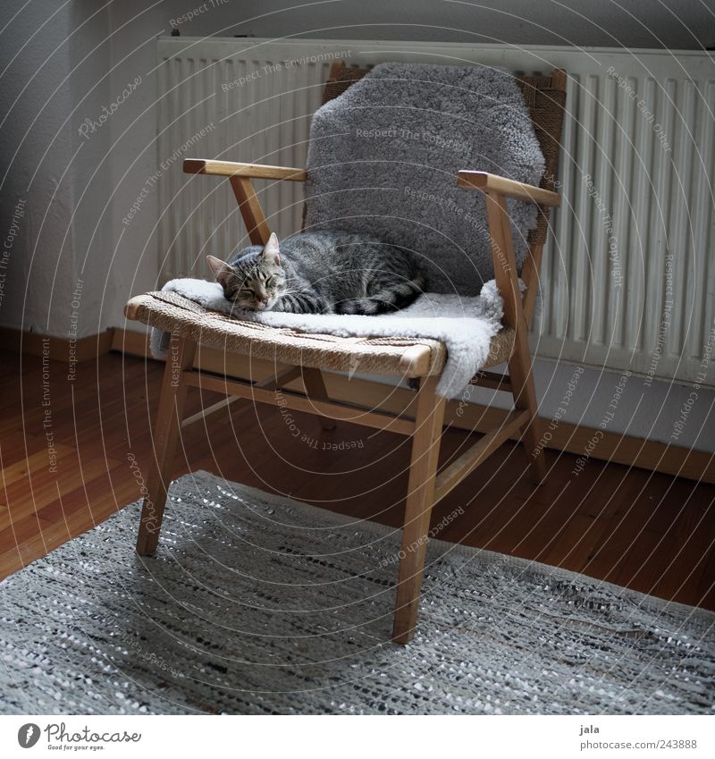 katzenleben Häusliches Leben Wohnung Möbel Sessel Teppich Heizung Parkett Tier Haustier Katze 1 genießen schlafen braun grau weiß Vertrauen Geborgenheit