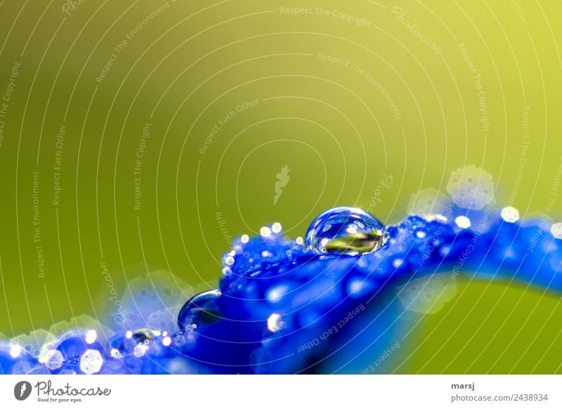 Enzianblau mit Tropfen Wassertropfen Leben Natur Pflanze Blüte glänzend leuchten Erfrischung einzigartig natürlich enzianblau grün Kraft Hoffnung Surrealismus