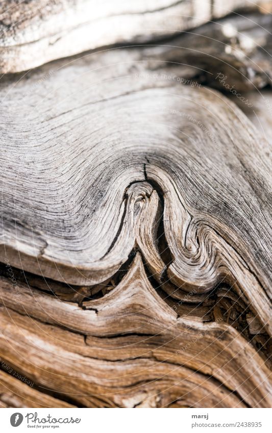 Ist doch gleich interessanter Holz Maserung Schleife alt drehen ästhetisch außergewöhnlich authentisch natürlich braun Kraft Traurigkeit Sorge Enttäuschung