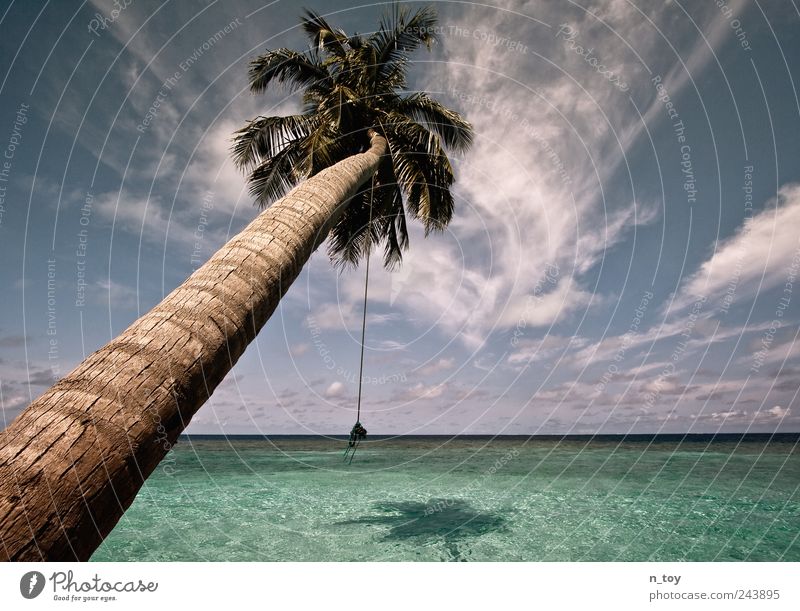 Lieblingsplatz Natur Wasser Himmel Wolken Horizont Sommer Baum Palme Küste Strand Riff Meer Insel Erholung Ferien & Urlaub & Reisen Malediven türkis