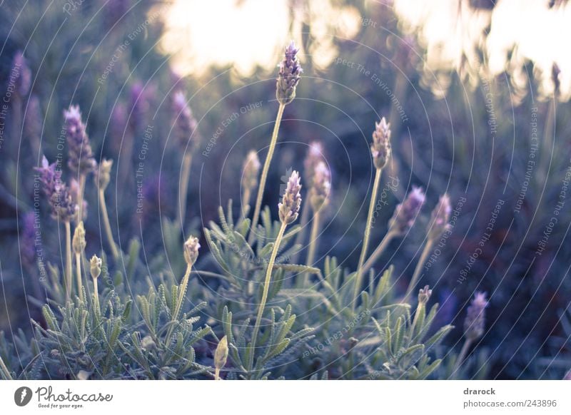 Schönheiten Natur Pflanze Blume Gras Blatt Blüte Wildpflanze Park grün violett Drarock Farbfoto Außenaufnahme Morgen Schwache Tiefenschärfe