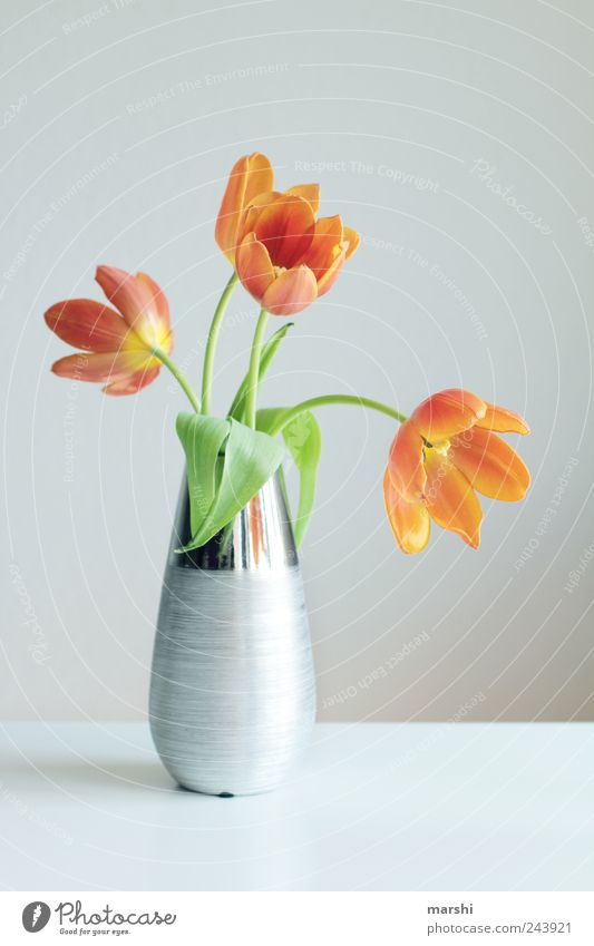 Tulpenpracht Pflanze Blume gelb silber welk Vase Dekoration & Verzierung hell Blühend Blüte Farbfoto Innenaufnahme