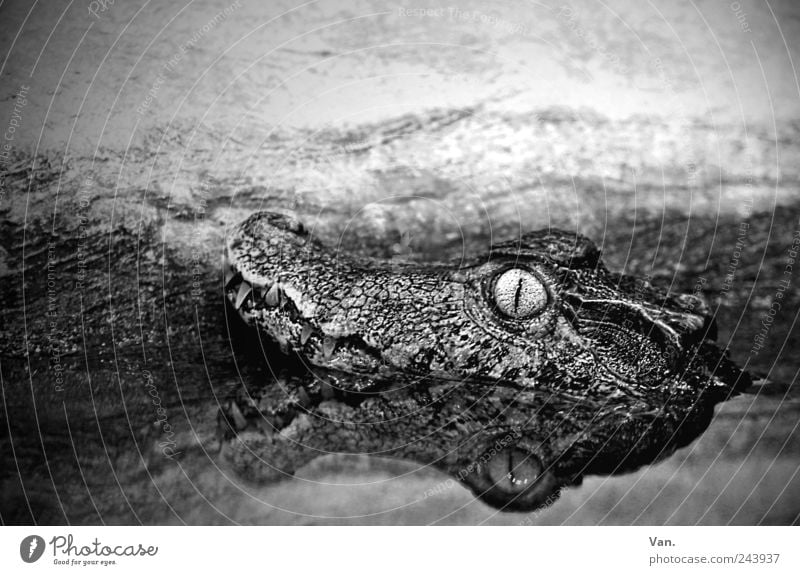 Krokofant Natur Tier Wasser Wildtier Tiergesicht Zoo Krokodil Alligator Reptil 1 beobachten liegen exotisch nass schwarz weiß Reflexion & Spiegelung Auge Gebiss