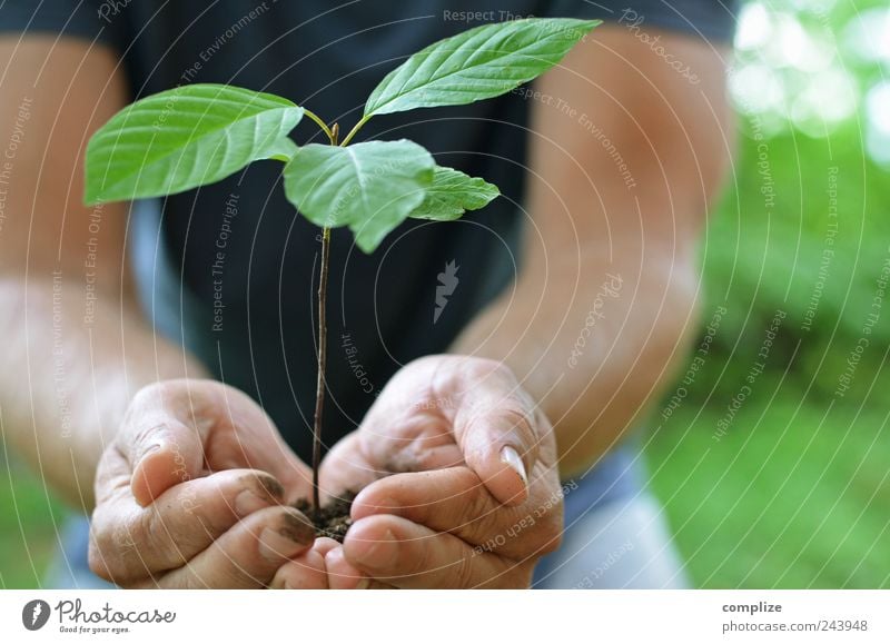 Pflanzen Sommer Gartenarbeit Gärtner Landwirtschaft Forstwirtschaft Mensch maskulin Mann Erwachsene Brust Arme Hand 1 Baum Grünpflanze Nutzpflanze festhalten