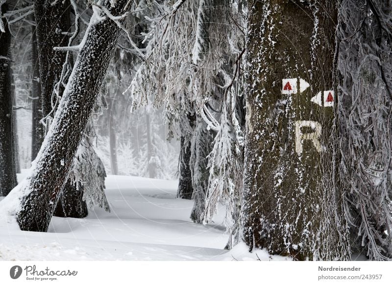 Frostige Zeichen Tourismus Winter Schnee Winterurlaub Natur Landschaft Pflanze Klima Eis Baum Wald Wege & Pfade Schriftzeichen Schilder & Markierungen Pfeil