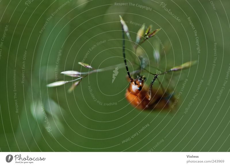 Wie ist die Luft da oben? Tier Käfer natürlich Weichkäfer Cantharidae Farbfoto Nahaufnahme Makroaufnahme Textfreiraum links Freisteller Unschärfe