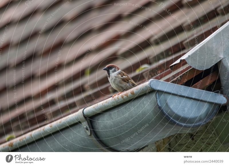 A sparrow sits on a gutter Natur Tier Wildtier Vogel 1 Liebe Sparrow Sparrow couple animal bird copy space feather fence fence post fly nobody old