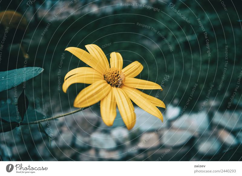 ein Makro einer isolierten gelben Blüte von Helianthus tuberosus schön Medikament Sommer Berge u. Gebirge Garten Umwelt Natur Pflanze Frühling Blume Blatt Park
