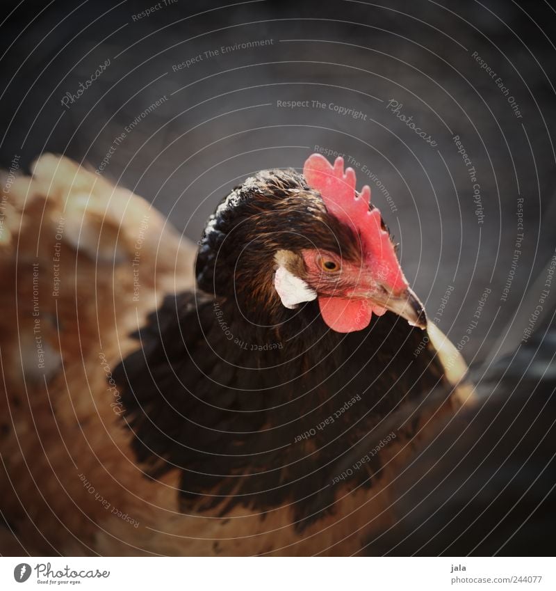 chez madame poule Tier Nutztier Vogel Tiergesicht Flügel Haushuhn 1 schön Farbfoto Außenaufnahme Menschenleer Textfreiraum oben Tag Tierporträt Blick nach vorn