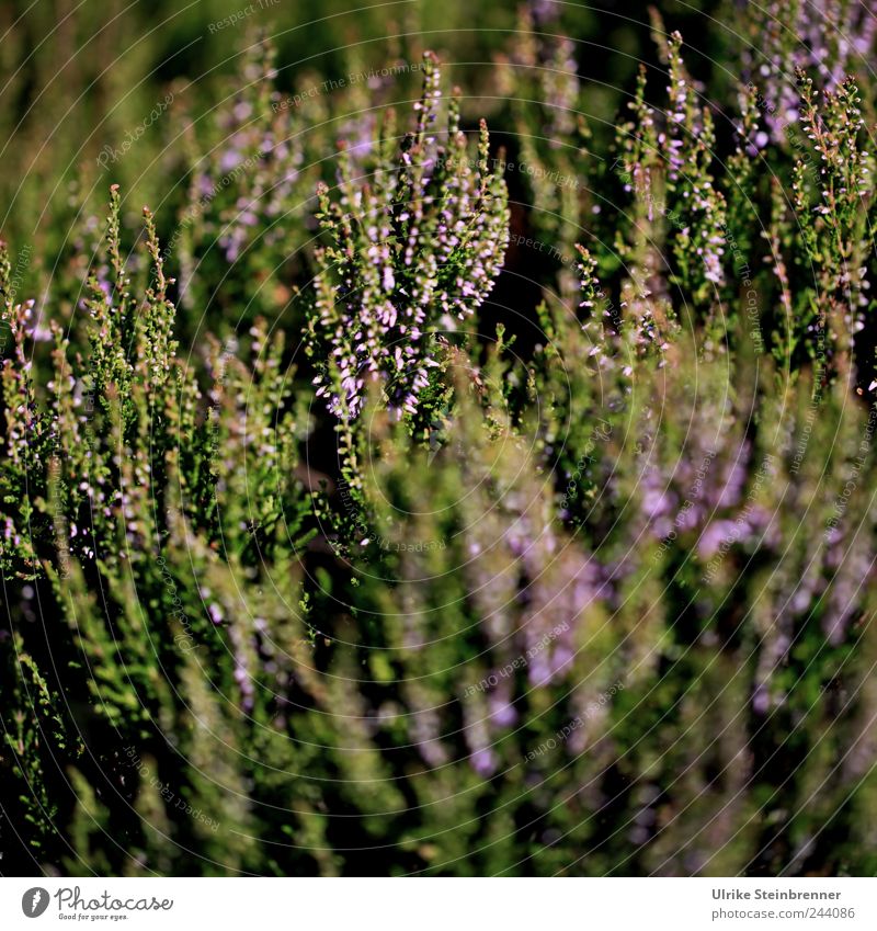 Schwarzwälder Erika Natur Pflanze Sonnenlicht Sommer Schönes Wetter Sträucher Blatt Blüte Wildpflanze Bergheide Heidekrautgewächse atmen Blühend stehen Wachstum