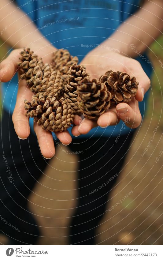 ernte Hand Finger 1 Mensch Natur Pflanze authentisch Zapfen Kiefernzapfen haltend zeigen Ernte Sammlung entdecken Dekoration & Verzierung Holz braun blau Haut
