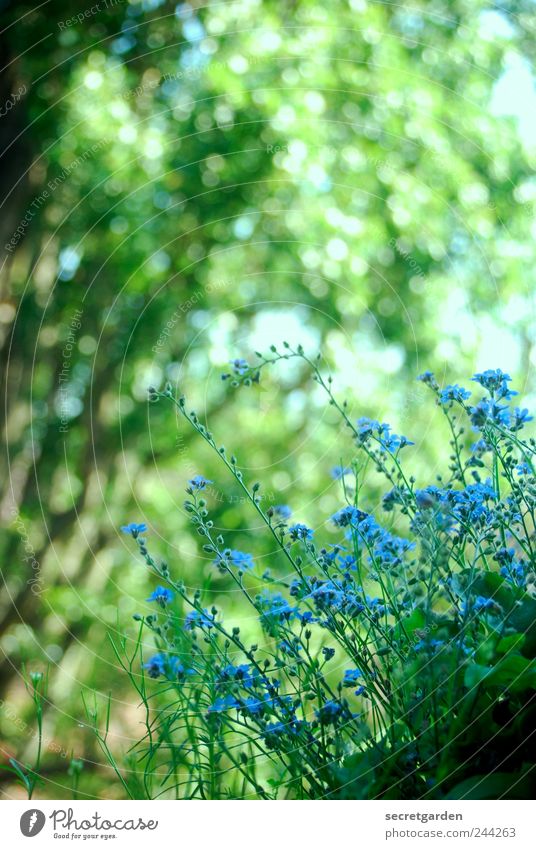 letzten zuckungen des sommers Duft Häusliches Leben Wohnung Garten Gartenarbeit Umwelt Natur Pflanze Frühling Sommer Baum Sträucher Blüte Grünpflanze