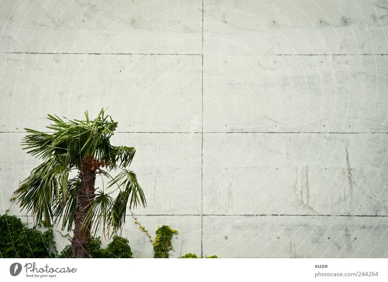 Palma de platta Ferien & Urlaub & Reisen Umwelt Pflanze Klima exotisch Mauer Wand Fassade Beton Traurigkeit Wachstum einfach trist trocken grau grün Einsamkeit