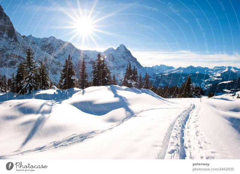 Panoramic scenery above Grindelwald Ausflug Winter Berge u. Gebirge wandern Natur Landschaft Schnee Wald Alpen blau weiß Eiger hiking trail landscape mountain