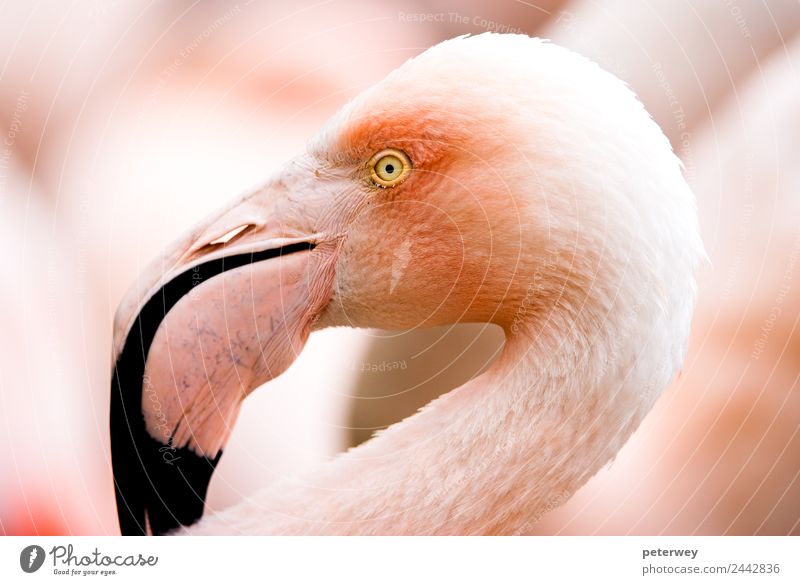 Portait of a flamingo (lat. Phoenicopteridae), captive Zoo Natur Tier Flamingo 1 rosa animal Hintergrundbild beak beautiful beauty bird bright color colorful