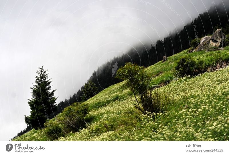 Horizont, schief Natur Landschaft Wolken Sommer schlechtes Wetter Nebel Regen Baum Blume Gras Sträucher Wiese Wald Hügel Alpen Berge u. Gebirge grün steil