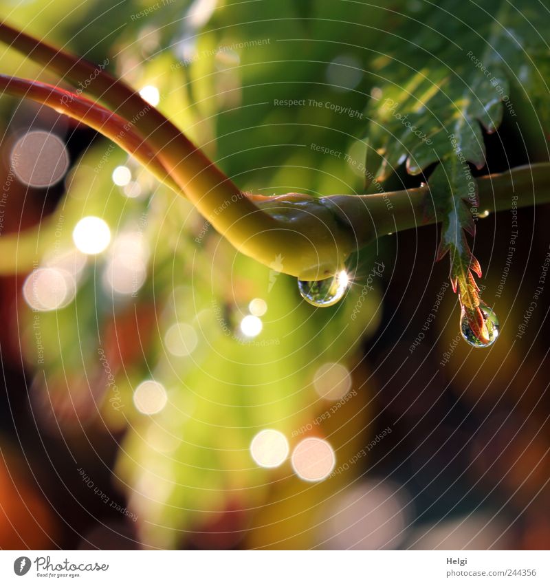 Nahaufnahme eines Tropfens an einem Zweig und Blatt im Gegenlicht mit Bokeh Umwelt Natur Pflanze Wasser Wassertropfen Sträucher Ahornzweig Ahornblatt Garten