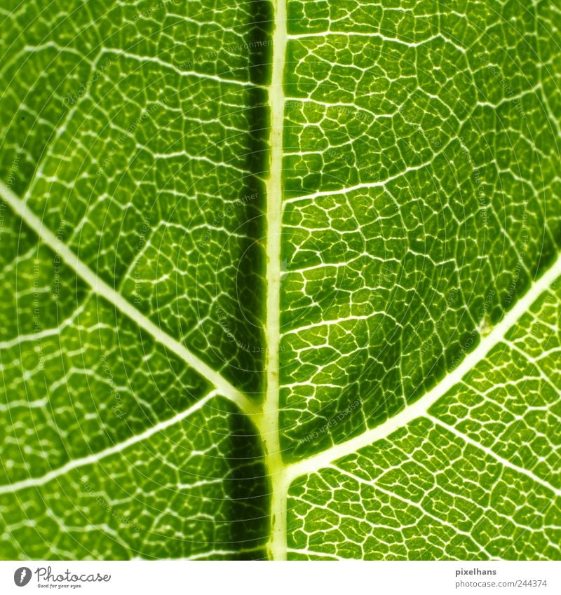 Photosynthesis Natur Pflanze Blatt Grünpflanze Strukturen & Formen Blattadern Weinblatt Photosynthese Farbfoto Detailaufnahme Makroaufnahme Menschenleer